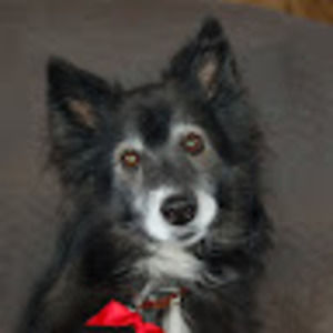 Meet your Posher, Steve